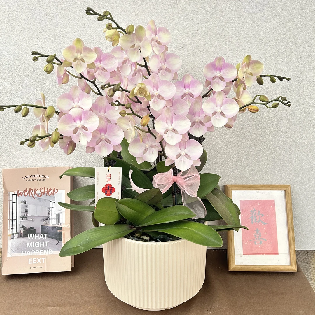 《威尼斯》精选蝴蝶兰带花带花苞优质养护耐寒基地直发成活率高