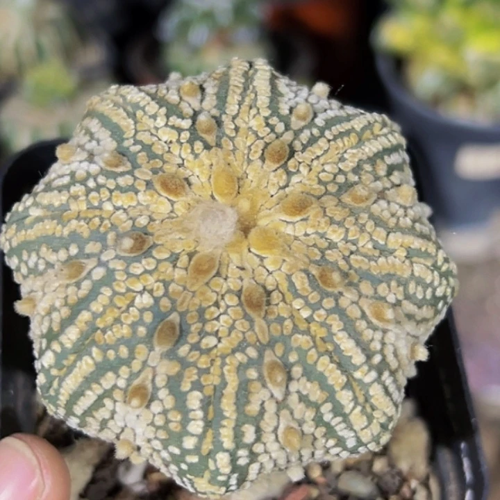 无花朵奇迹海星兜378