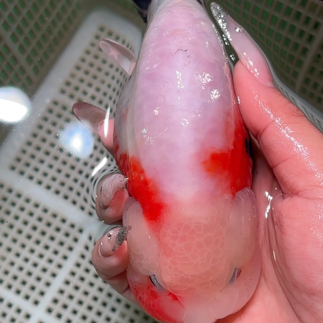 Y***y金鱼拍包装包邮，不拍包装运费到付