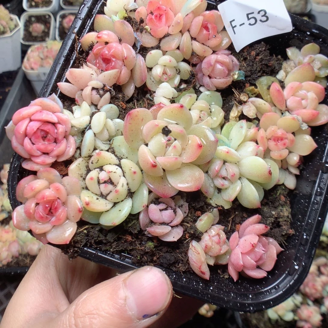 无花朵F53。yyyyyyy