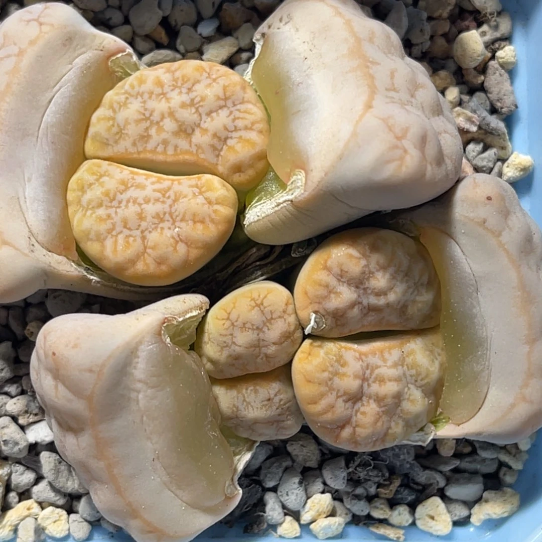 6956三头群生拿铁189