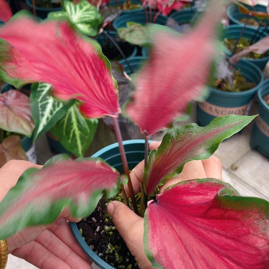 完全开放泰彩一物一拍3425