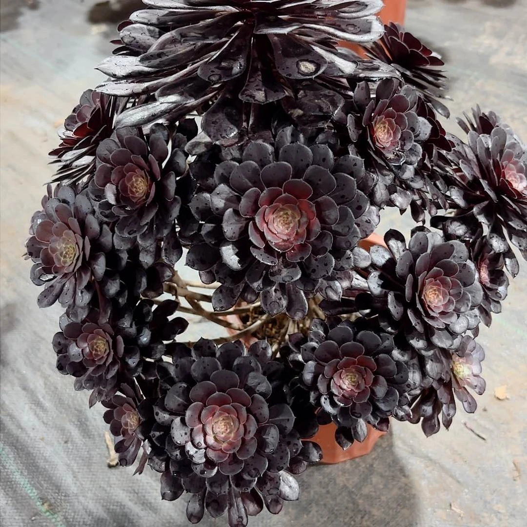 黑铜壶法师多肉植物169