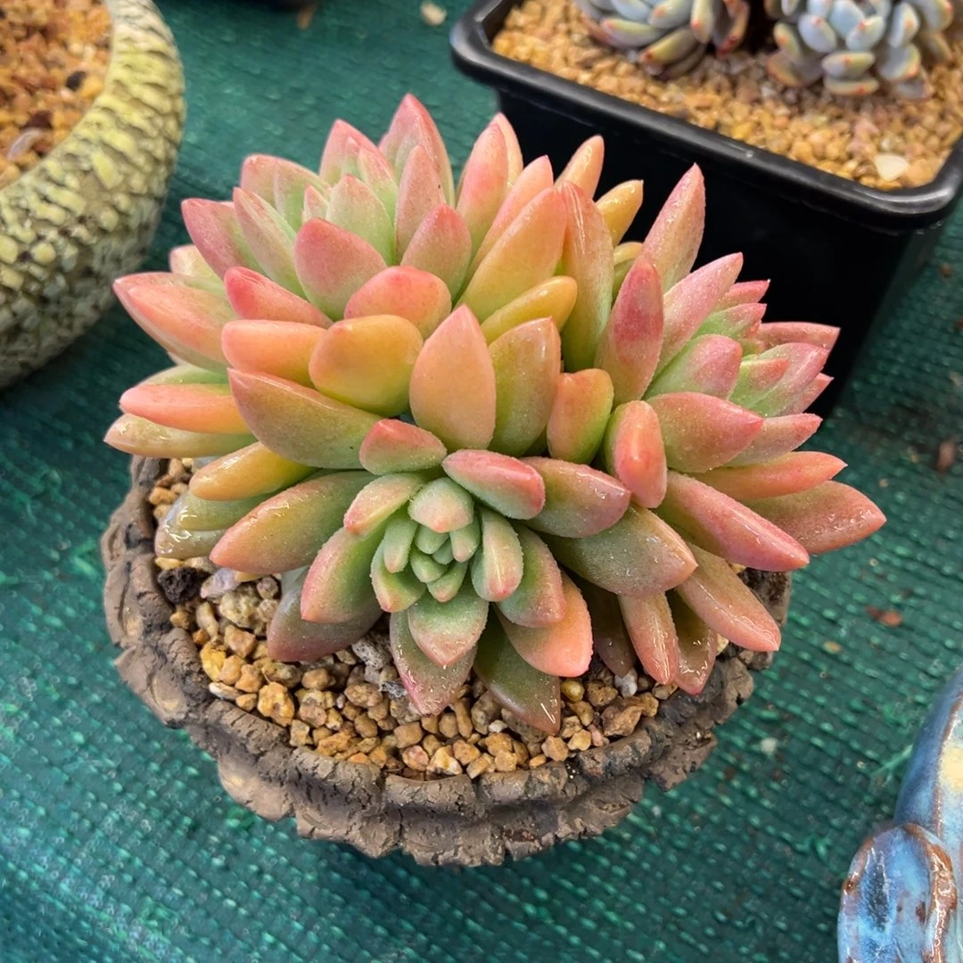 贵妃美人，，，，，，，，，，，，