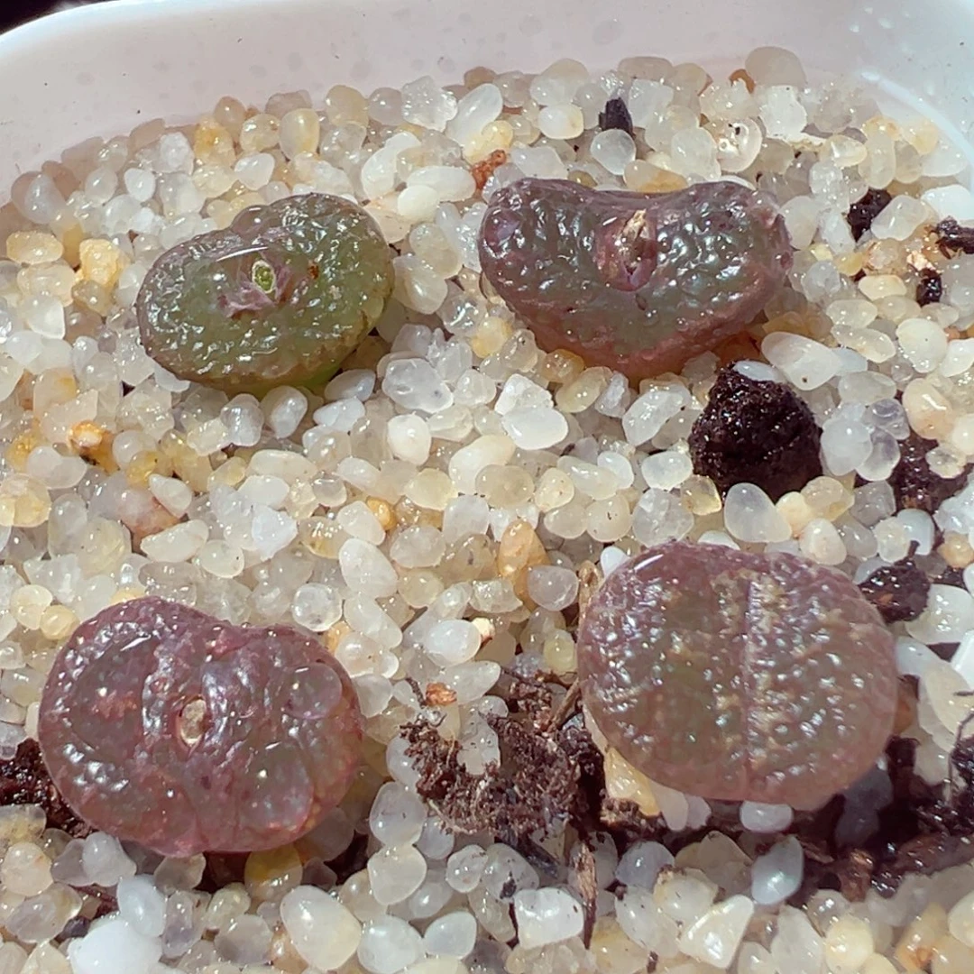 沐***づ915-297多肉多肉鱼子酱