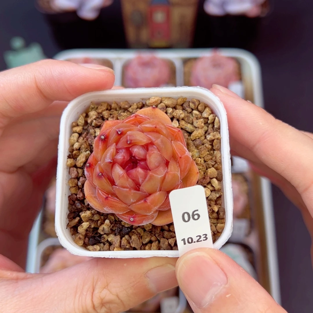 红恋06、哈哈哈哈哈