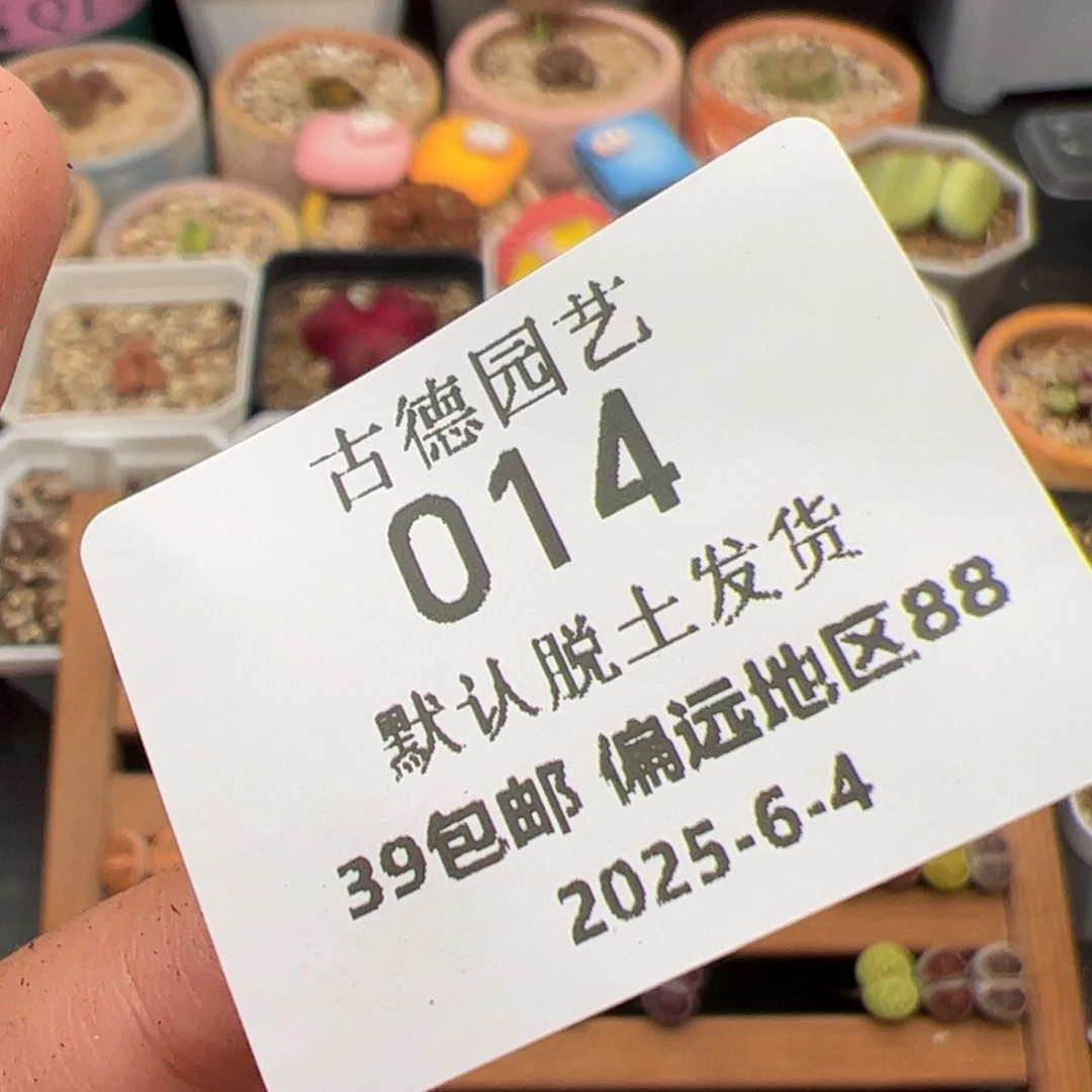 森*专拍 多肉植物