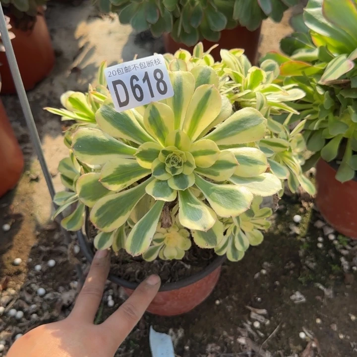 保时捷……多肉植物……