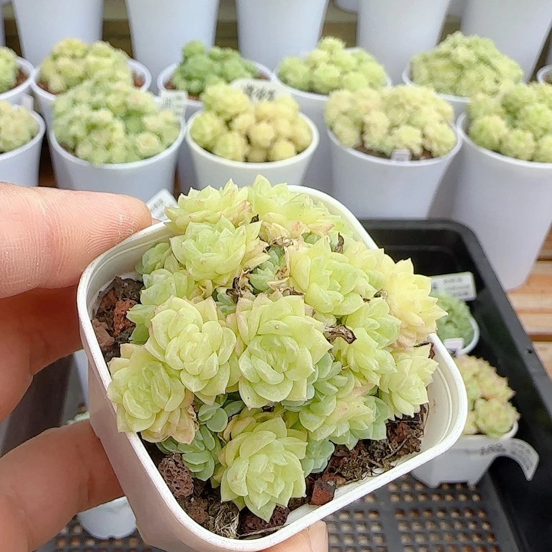 【闪购商品】1022-192福利麦杆