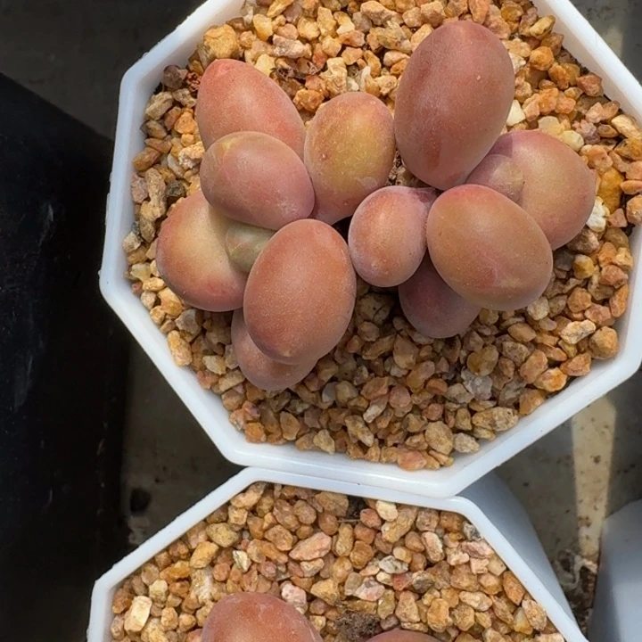 芒果奶 双头 一物一拍