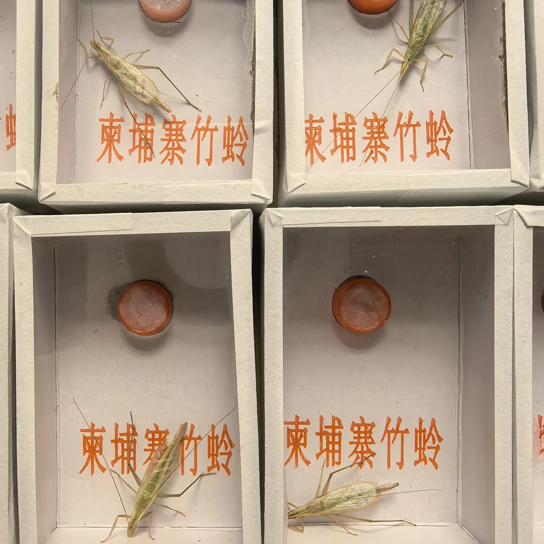 柬埔寨巨竹蛉虫子野生竹蛉网红竹蛉鸣虫饲养