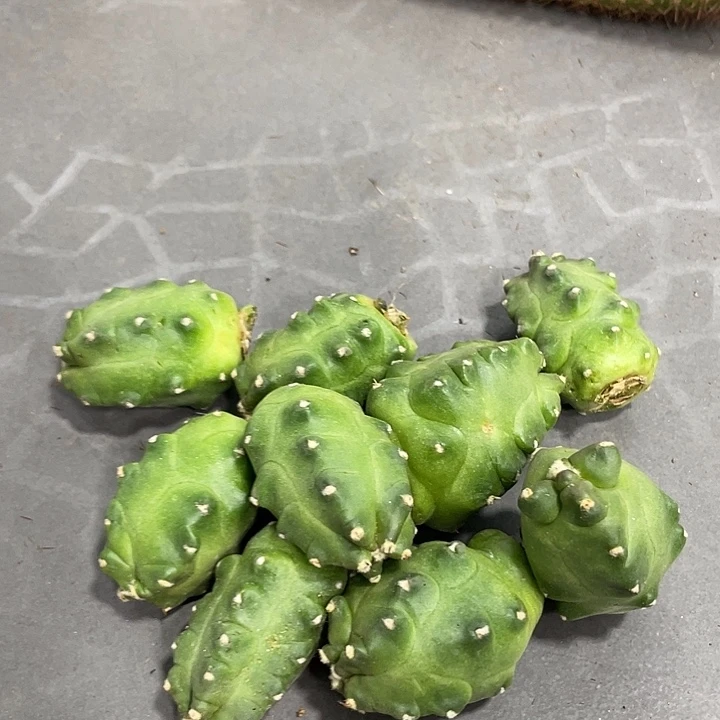 新品橙桃侧芽一个