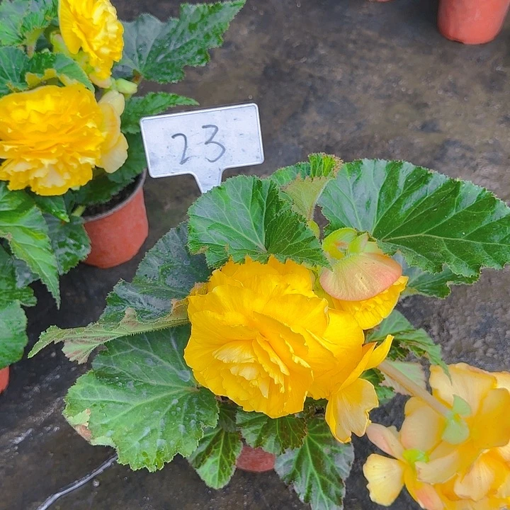 无花朵夫妻海棠种球系列23