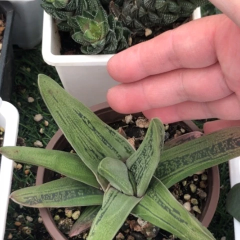 旋转绿冰蜗牛脱盆发货哈哈哈