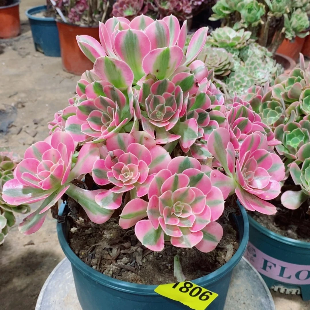 粉女巫多肉植物1806
