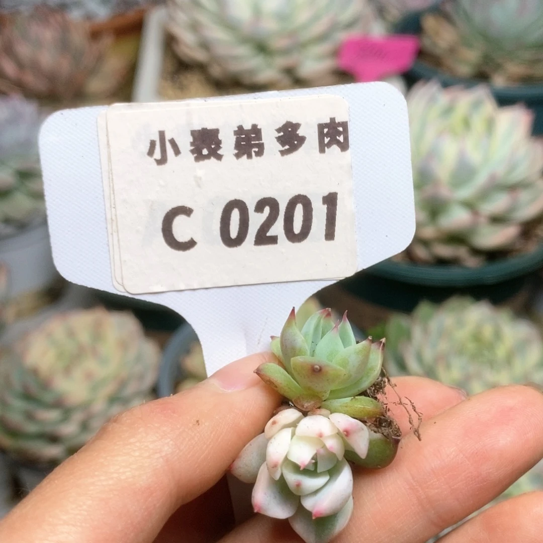 木***C201锦锦锦锦锦锦锦