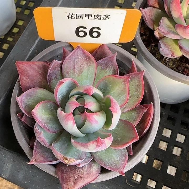 66 惊鸿仙子多肉植物6-9cm