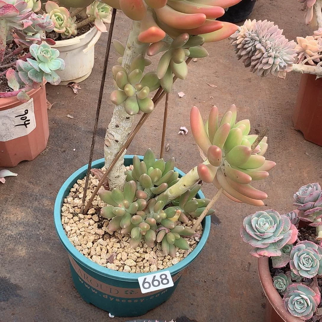 668金蟾 一物一拍多肉