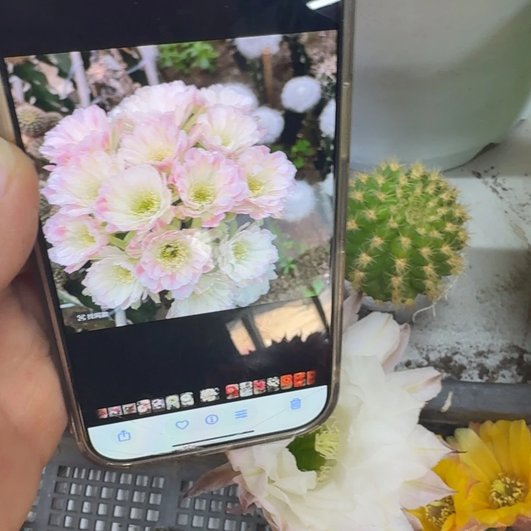 296丽花绿姬歪无根侧牙3公分左右，20包邮