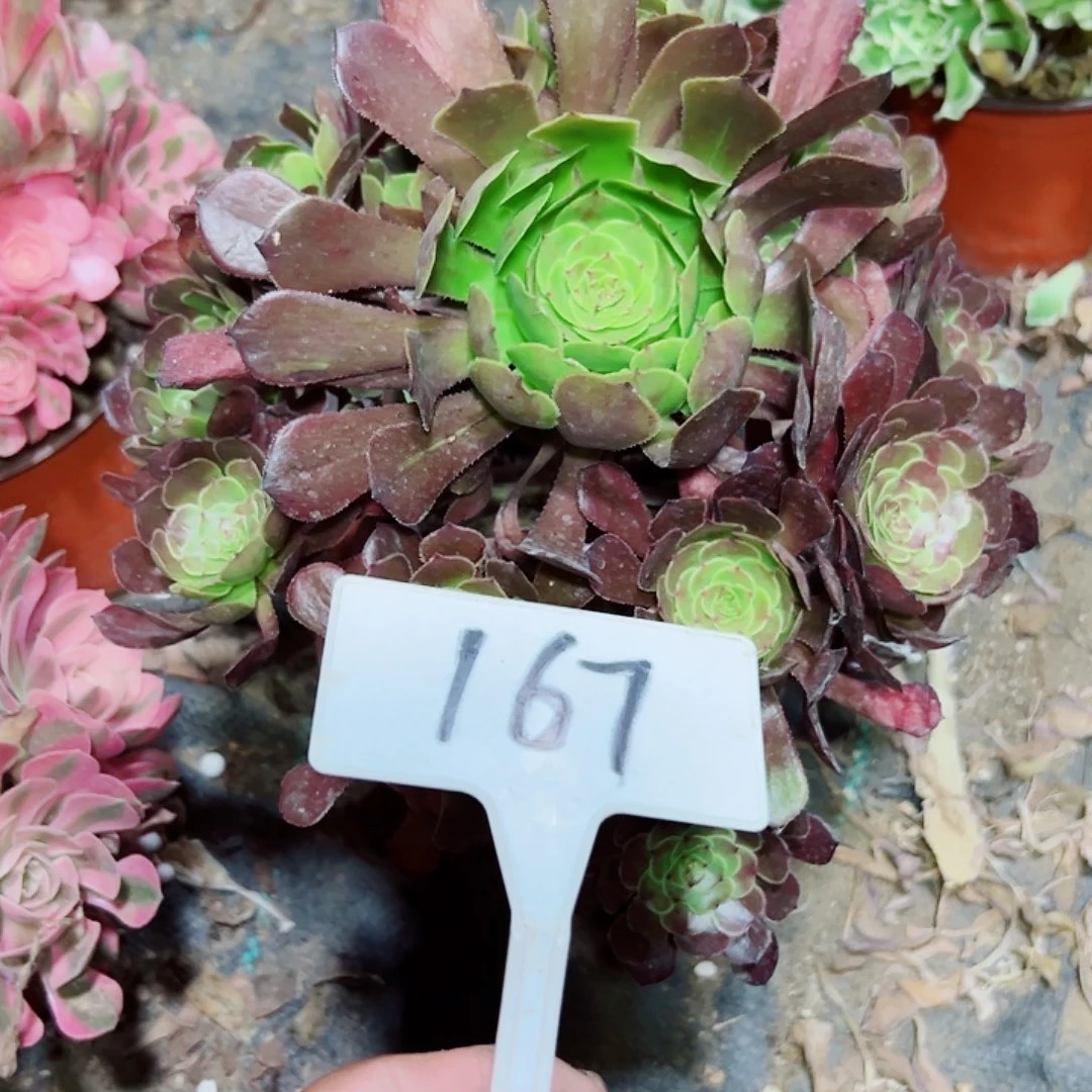 多肉植物萝莉法师