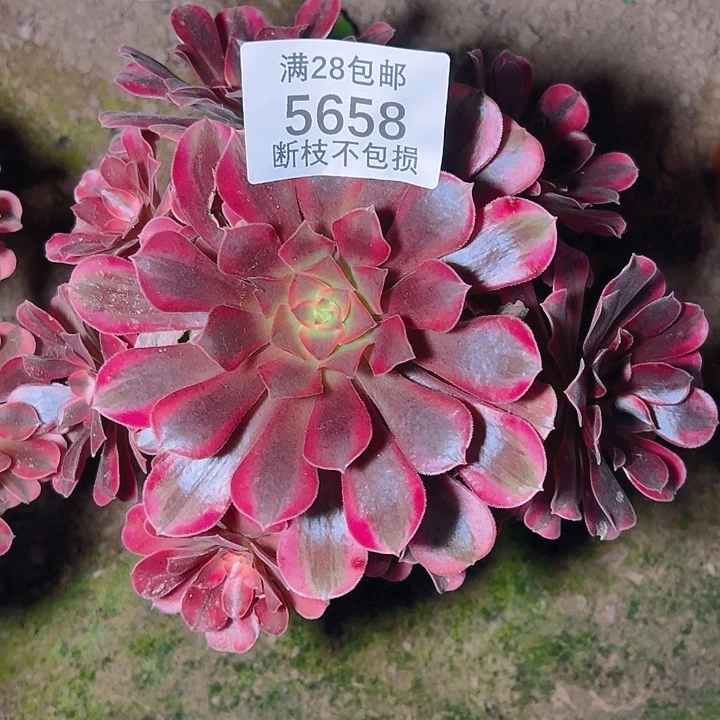 5658美杜莎多肉植物