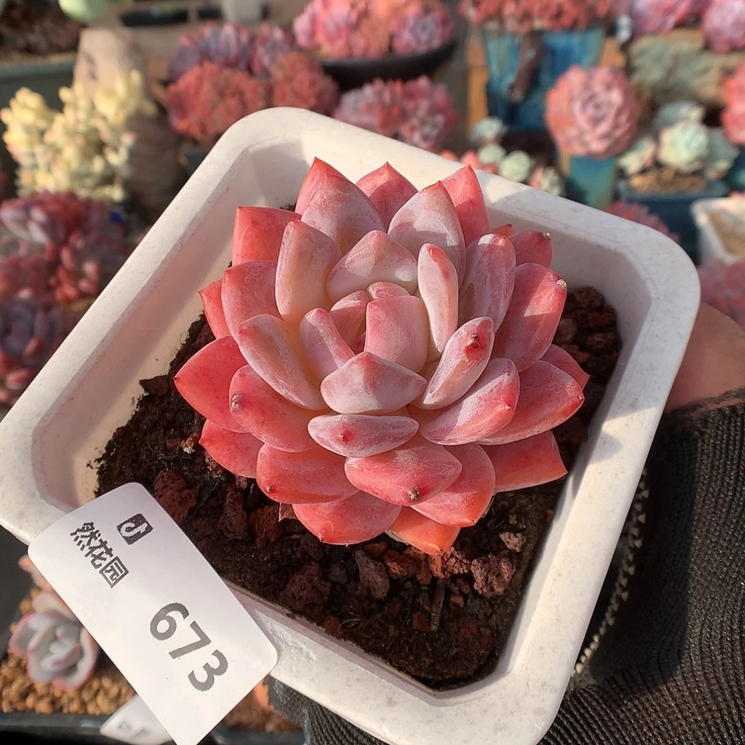 673雪天使多肉植物666