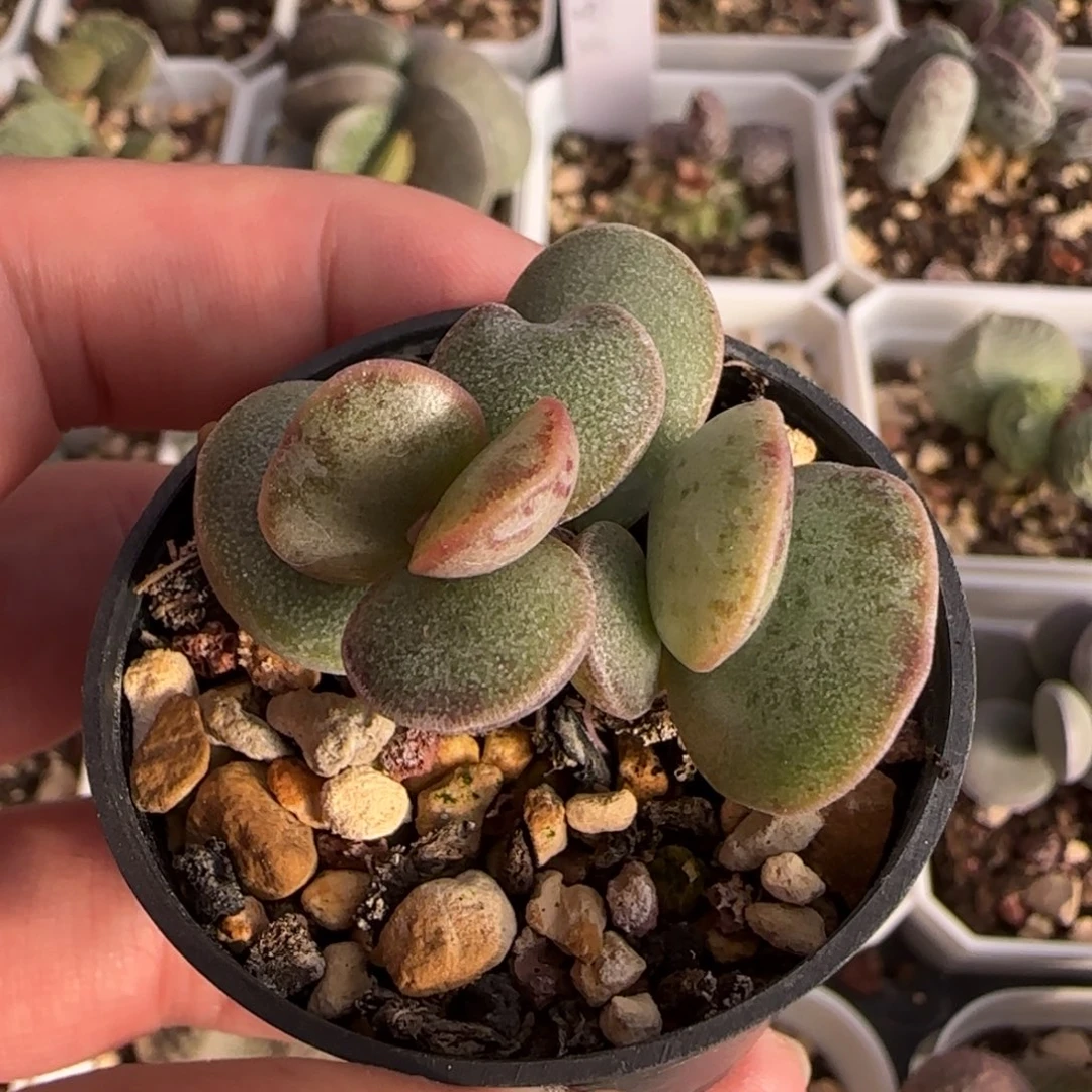 原始蛋水泡多肉植物水泡