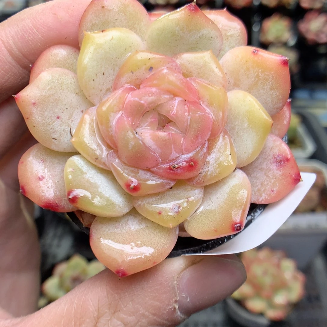 C59y y y y y y y y y