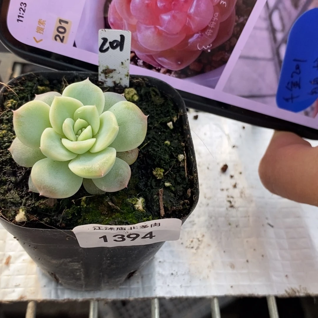 标签1394粉甜心201一个多肉