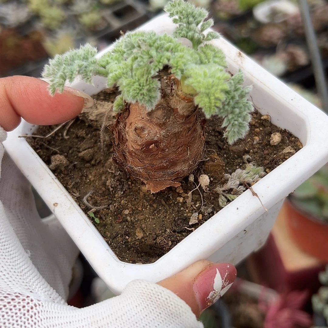 多肉葡萄雨衣洋葵