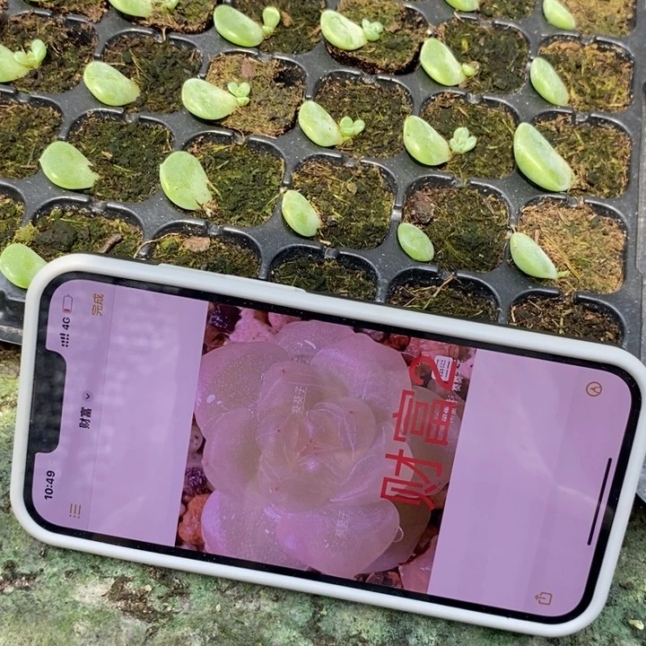 葵葵子财富c2芽苗一个多肉