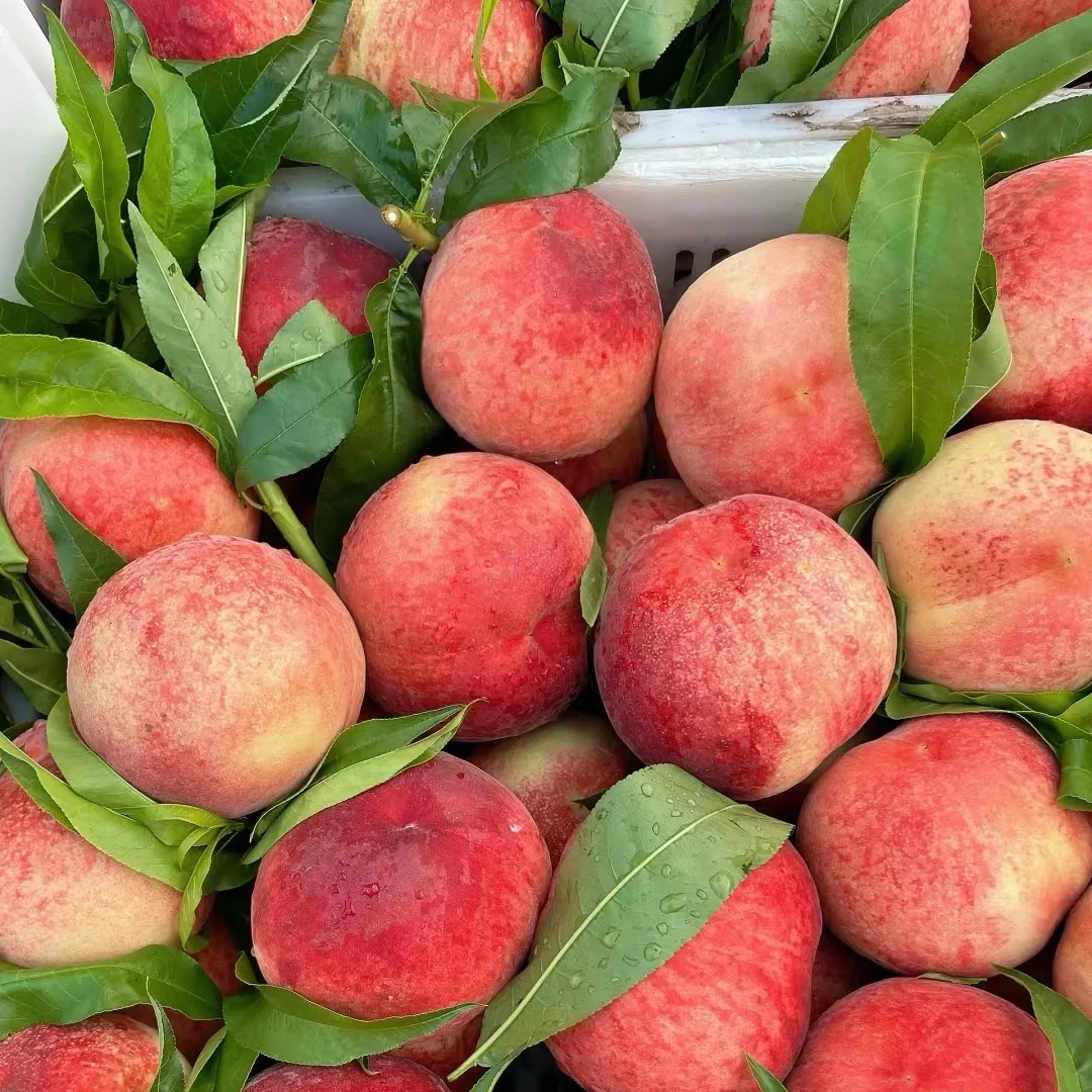 正宗蒙阴水蜜桃毛桃新鲜采摘甜蜜爆汁应季水果孕妇水果