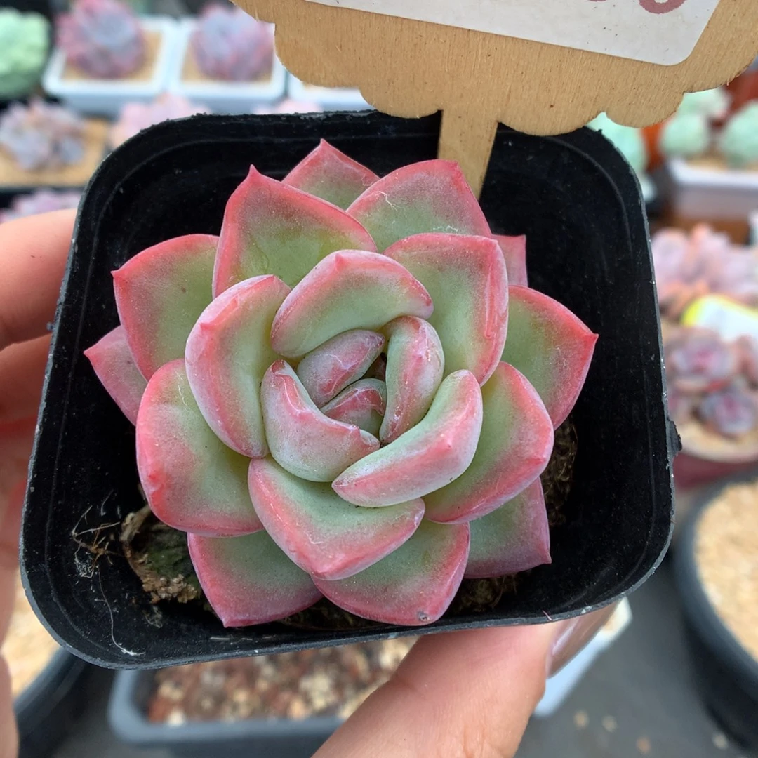 156草莓泡芙多肉植物