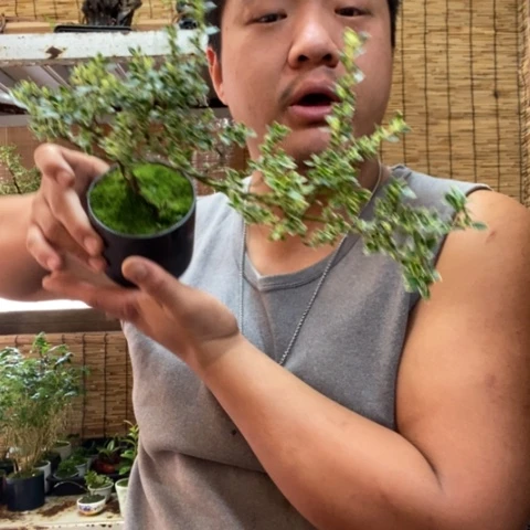 红陶喵*屹一物一拍所见即所得270