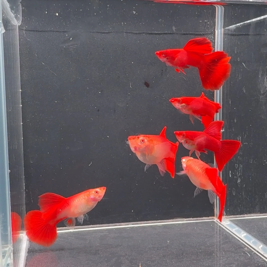 孔雀鱼大背血红3对