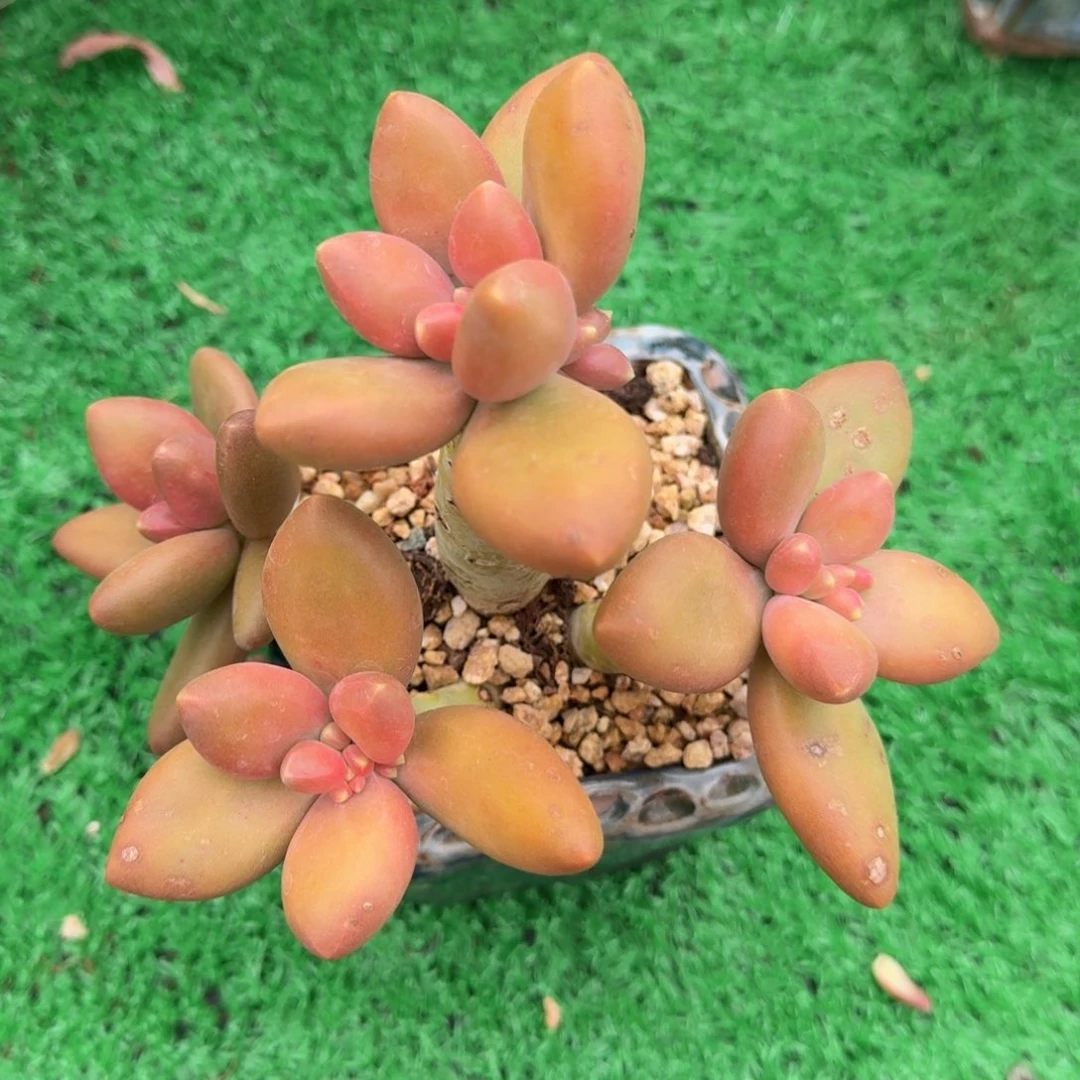 芒果奶老桩一物一拍