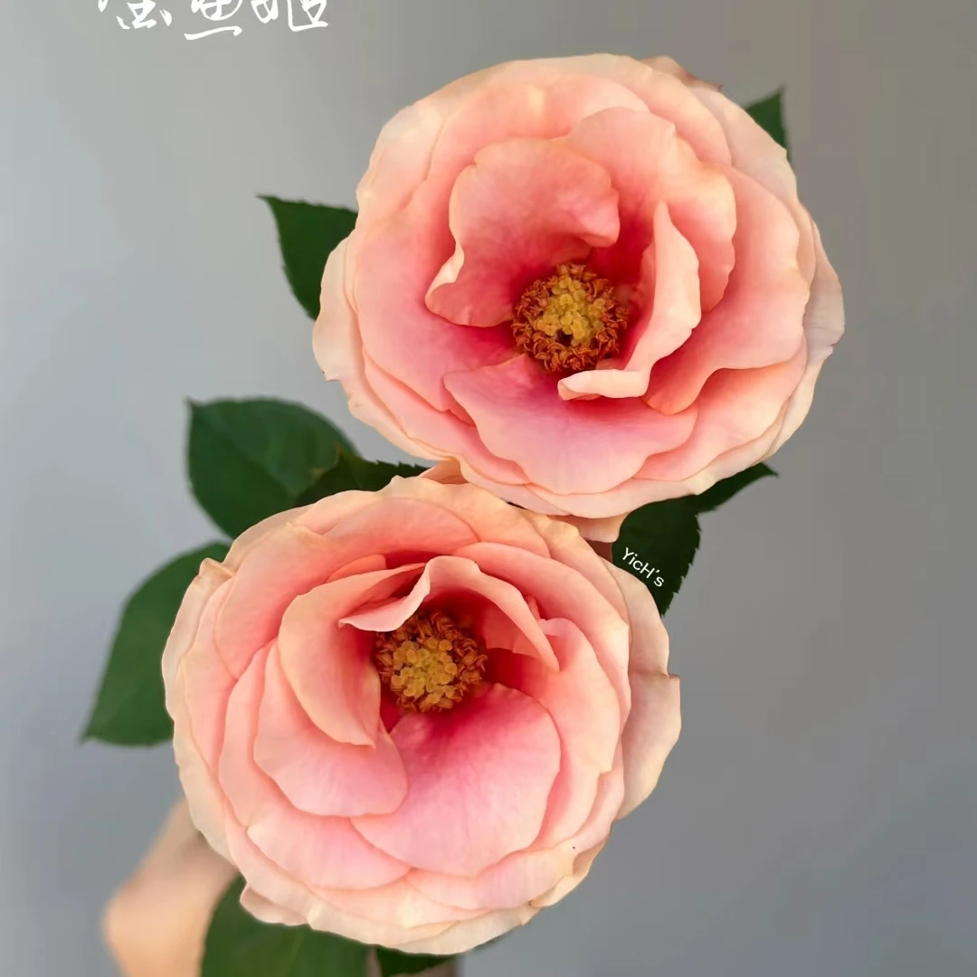 单头金鱼姬玫瑰20枝，昆明斗南顺丰直发