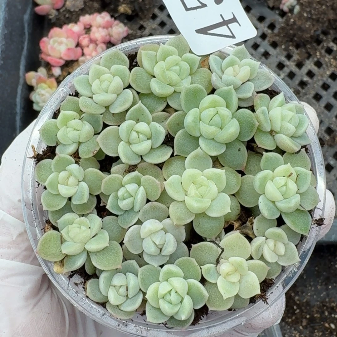 多肉植物多肉植物450