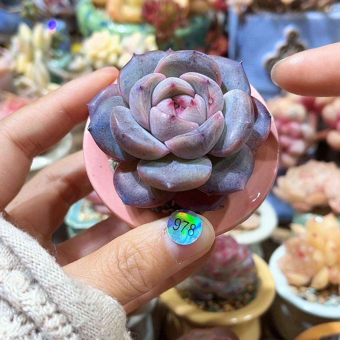 S****u978 多肉含盆土 30元包邮 除偏远