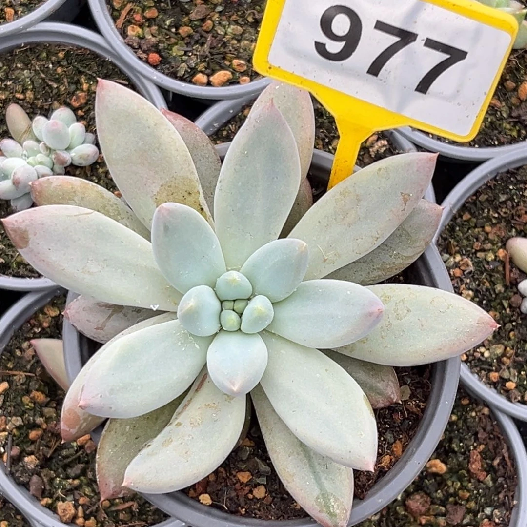 多肉植物哥特单头977