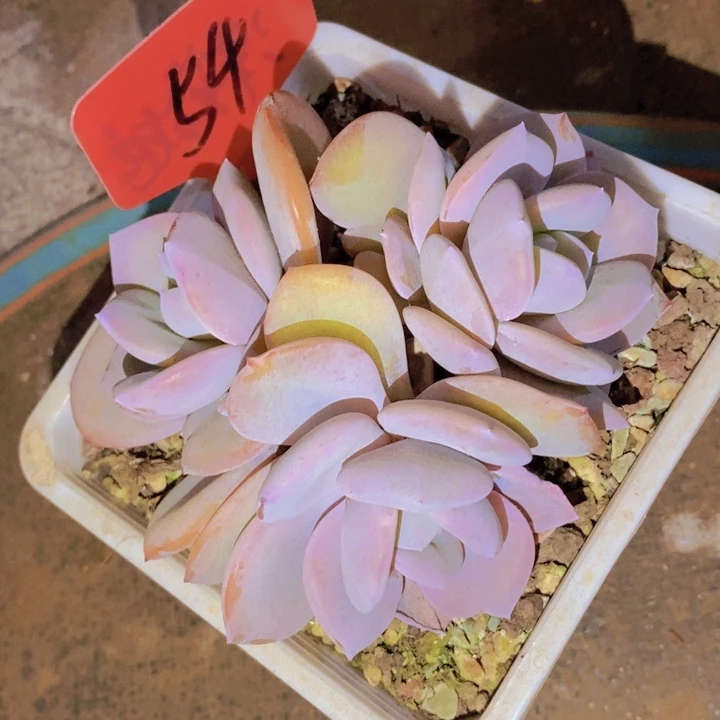 在家里面吃饭的吗