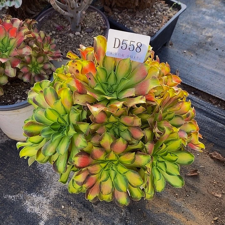 558韶华多肉植物法师