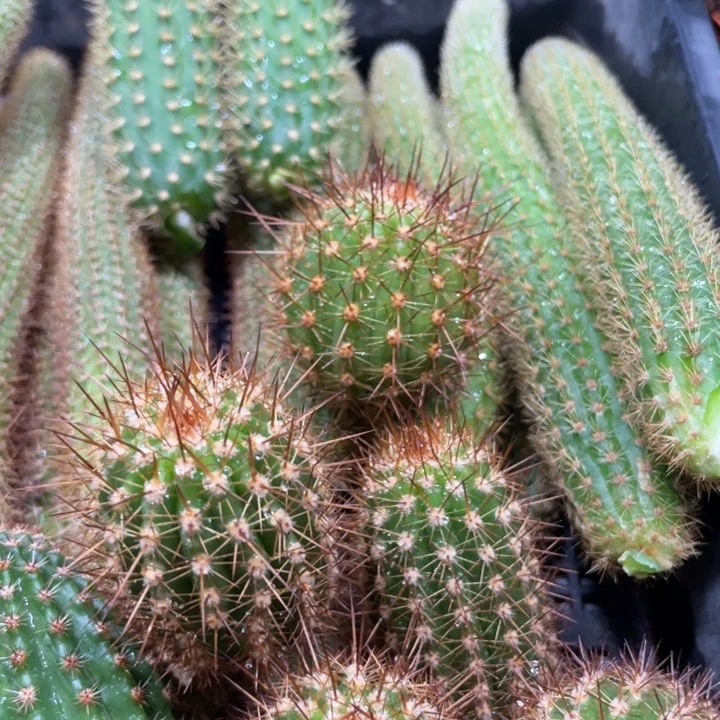 进口金妞金2侧芽一个