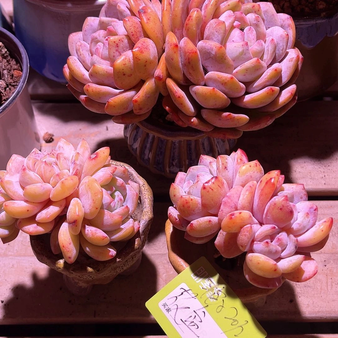 艳*花盆多肉两个