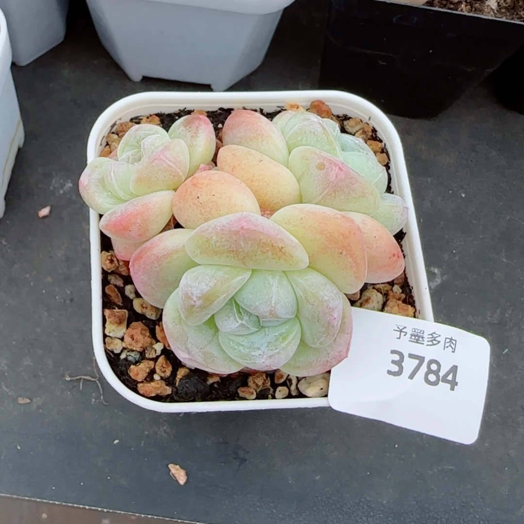 冰玉无砍，3784多肉植物