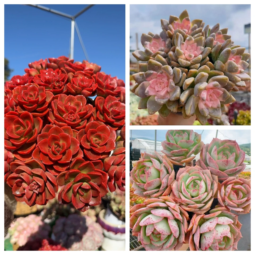 X 红酒玫瑰组合 耐晒皮实 绿植 室内室外都能养