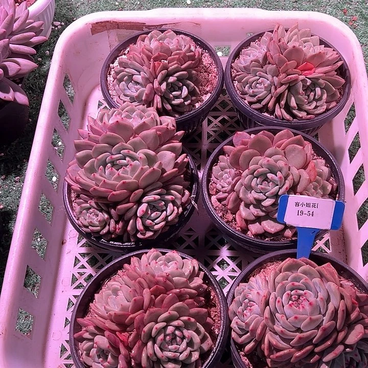 19.54爱丽尔一个脱土