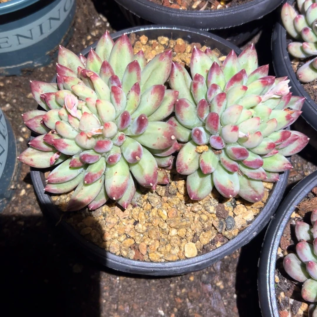 精品多肉植物老桩