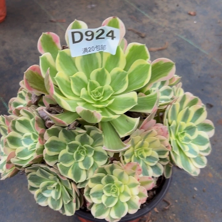 瑞妈多肉植物,924初恋