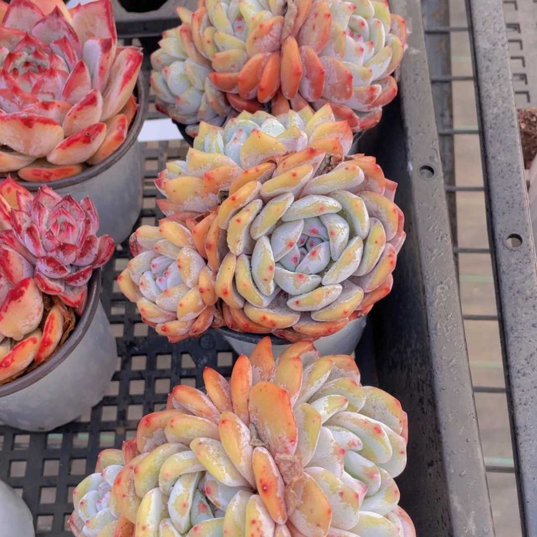 547号老桩黄皮橙三头起一个